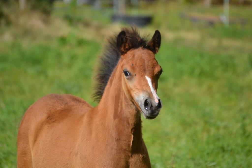 Welsh Mountain (sec A) Harvest Maistro billede 4