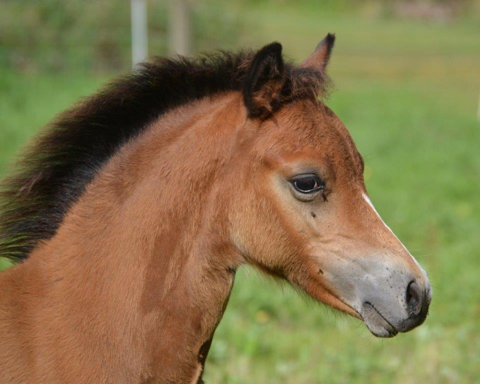 Welsh Mountain (sec A) Harvest Maistro billede 5