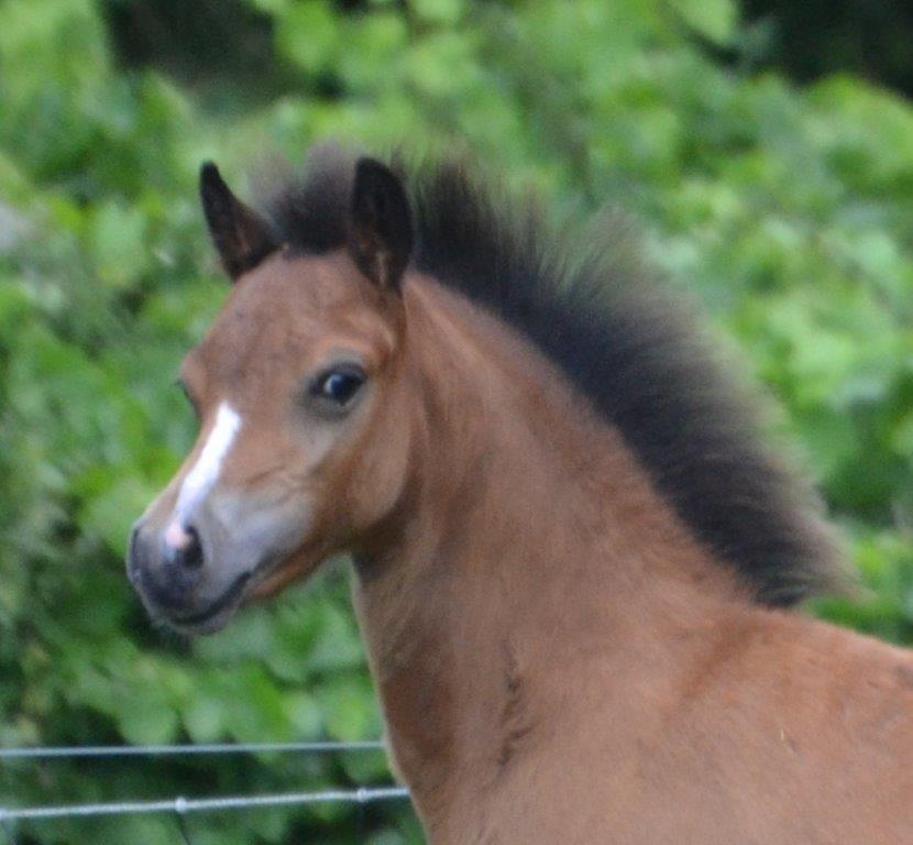 Welsh Mountain (sec A) Harvest Maistro billede 6