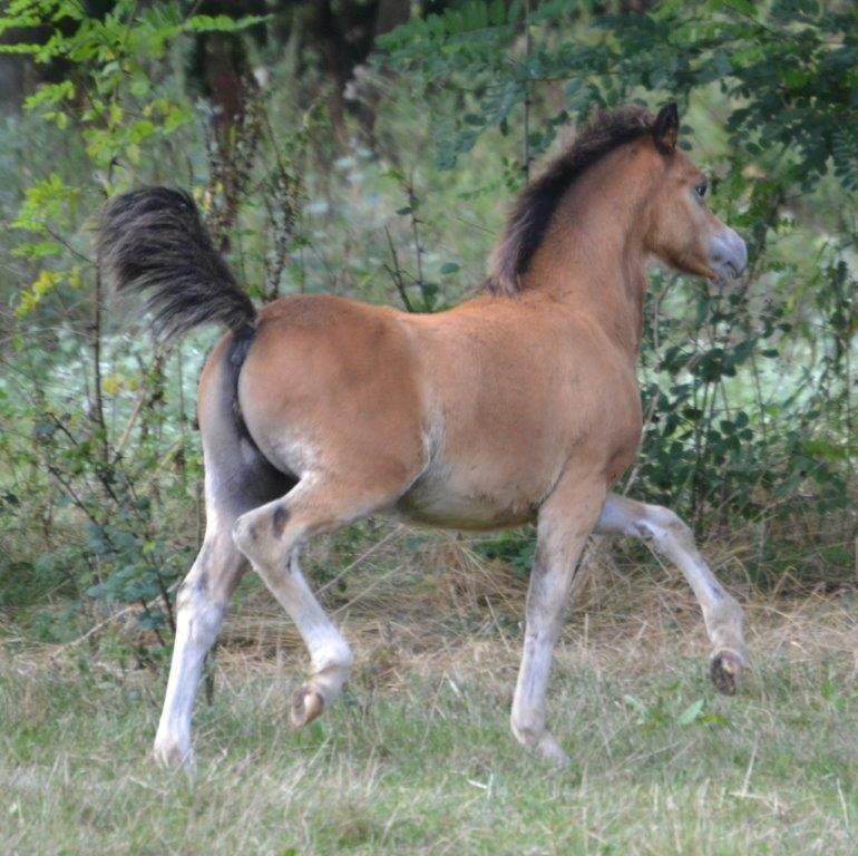 Welsh Mountain (sec A) Harvest Maistro billede 7
