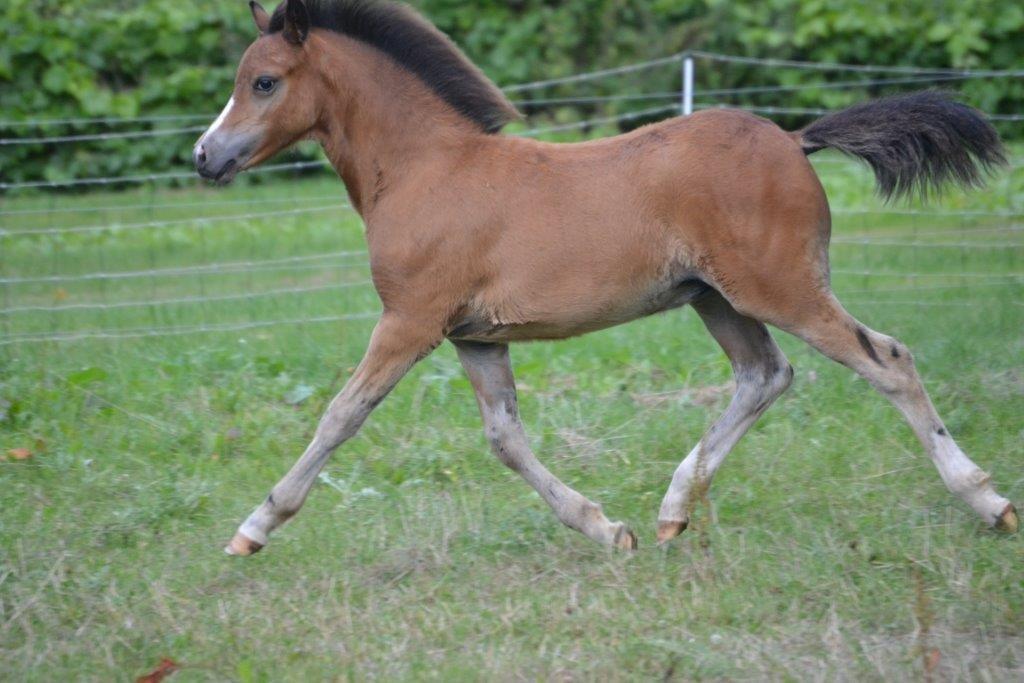 Welsh Mountain (sec A) Harvest Maistro billede 8