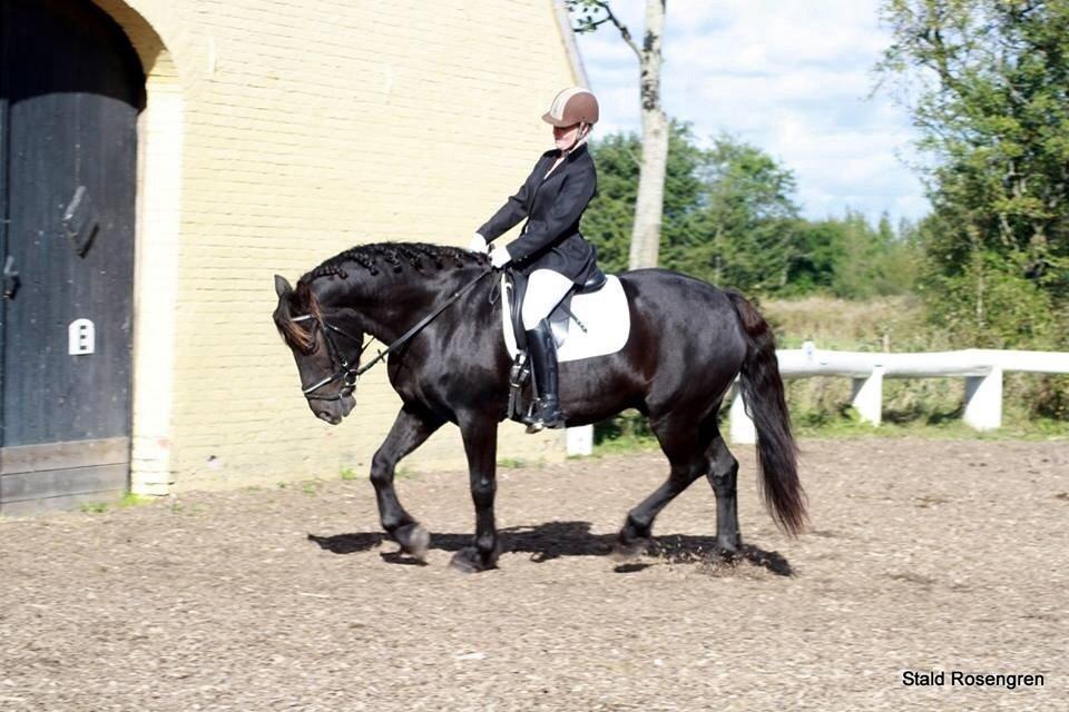 Anden særlig race Kashmir billede 15
