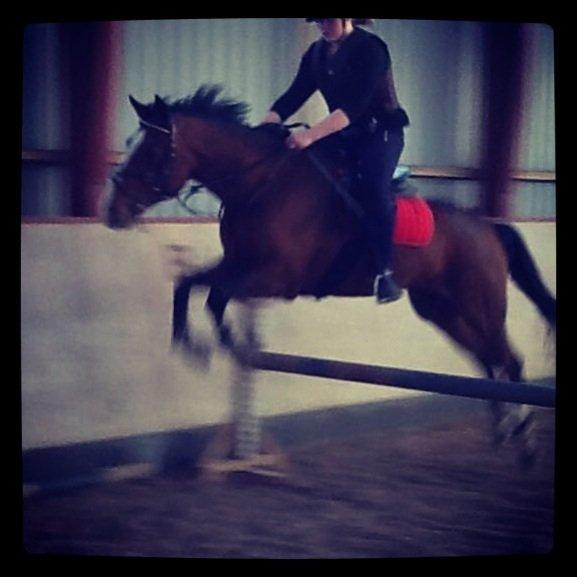 Hollandsk Varmblod Meindert <3 billede 12