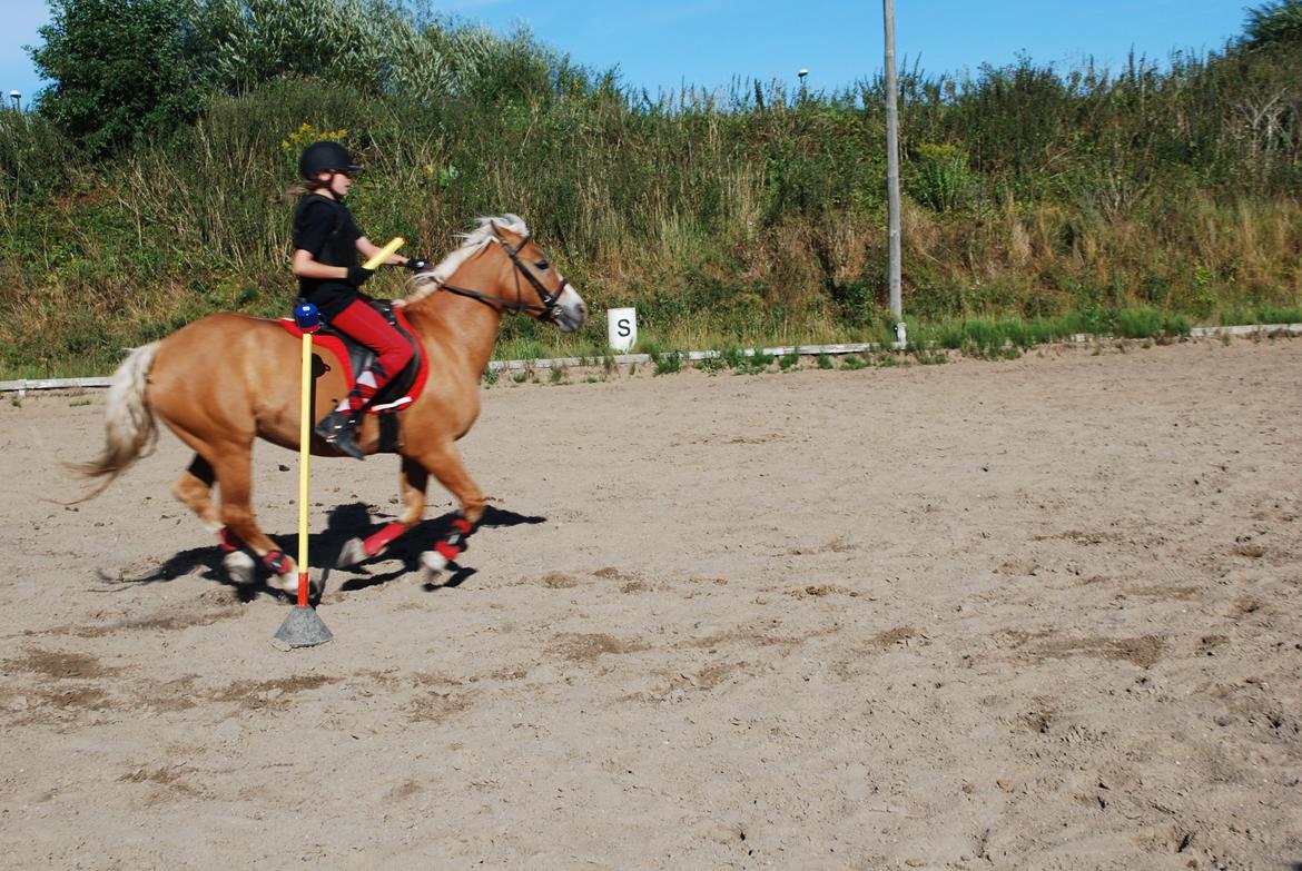 Haflinger Sissi billede 30