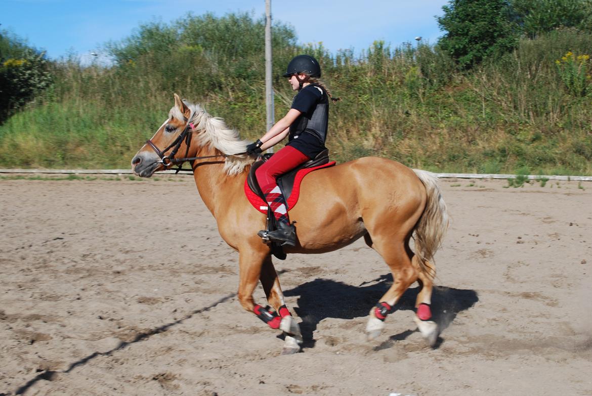 Haflinger Sissi billede 31
