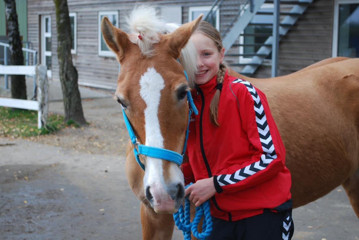 Haflinger Sissi - Dullet op til stævne<3 billede 32