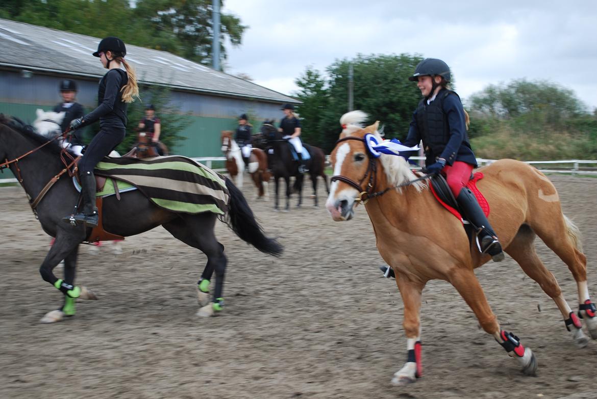 Haflinger Sissi - Æresrunde :-) billede 34