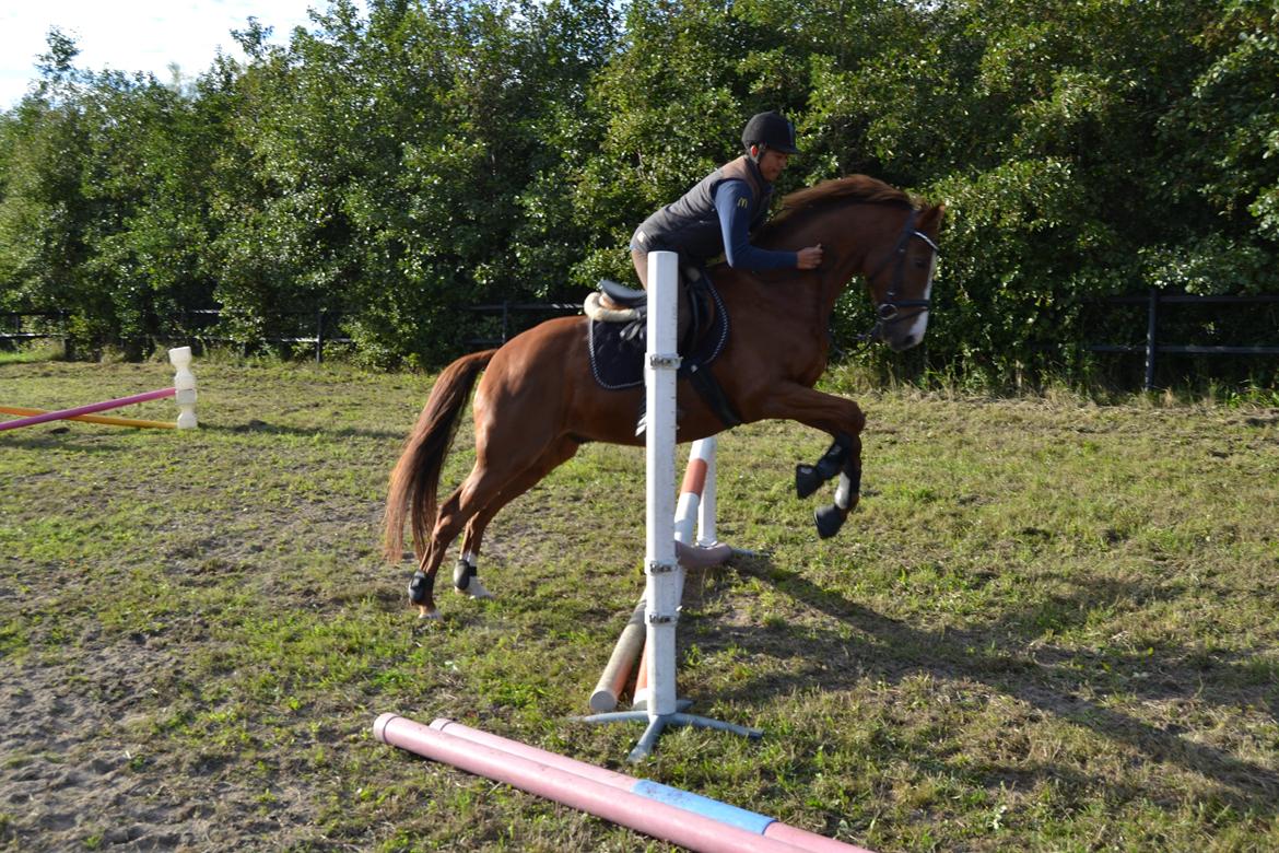 Dansk Varmblod De Janeiro Skovløber - Første springtræning nogensinde :D
Rytter: Ef Andersen
Foto: Tenna Henriksen billede 7