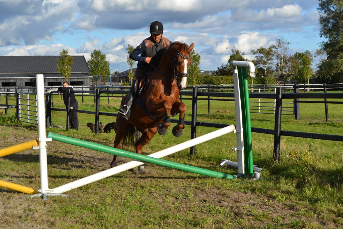 Dansk Varmblod De Janeiro Skovløber - Første springtræning nogensinde :D Rytter: Ef Andersen Foto: Tenna Henriksen billede 8