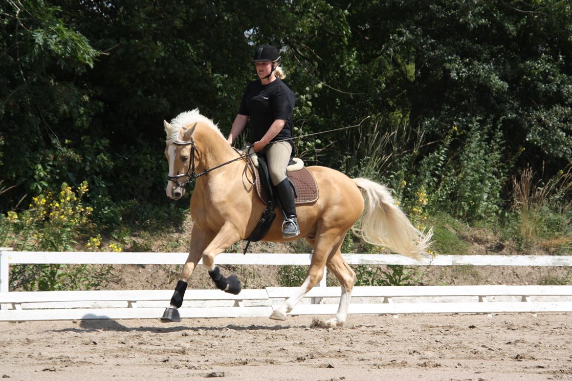 Palomino Lysgaards Dior - Himmelhest <3 billede 16