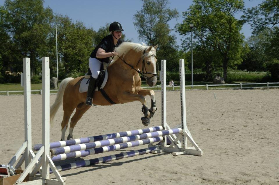 Palomino Lysgaards Dior - Himmelhest <3 billede 20