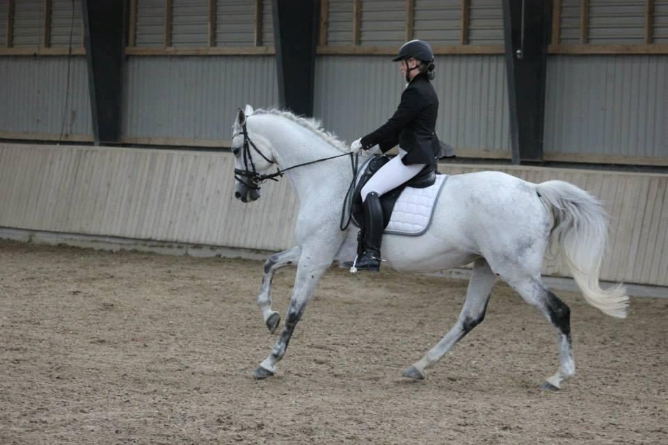 Trakehner Matata Dyrhave billede 13