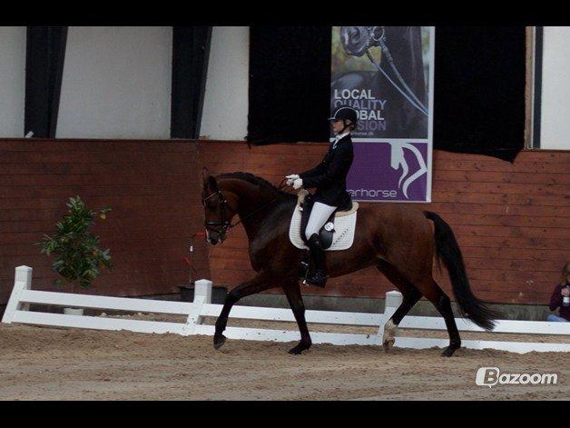 Dansk Varmblod Ocabell - Mellemrunde Middelfart 2013 <3 billede 17