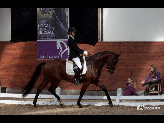 Dansk Varmblod Ocabell - Mellemrunde Middelfart 2013 <3 billede 11