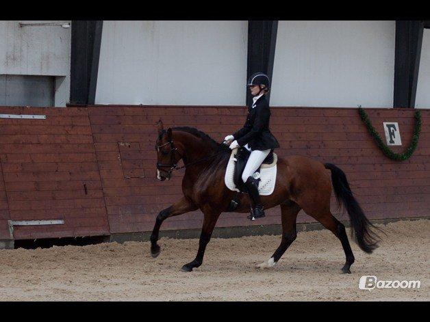 Dansk Varmblod Ocabell - Mellemrunde Middelfart 2013 <3 billede 19