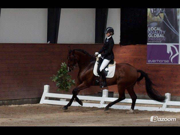 Dansk Varmblod Ocabell - Mellemrunde Middelfart 2013 <3 billede 2