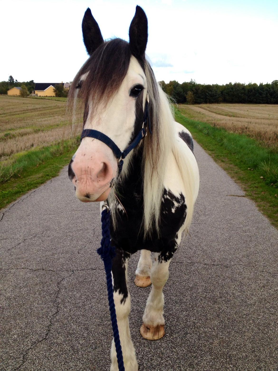 Irish Cob Sif billede 4