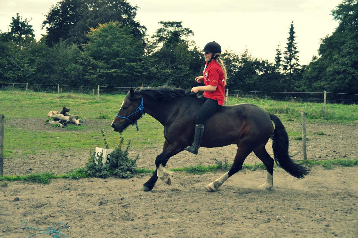 Welsh Pony af Cob-type (sec C) Chameur! billede 9