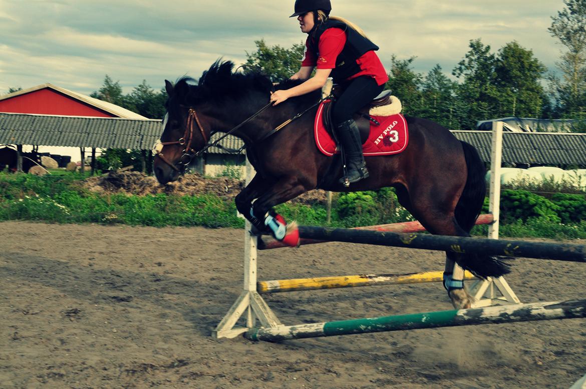 Welsh Pony af Cob-type (sec C) Chameur! - Basse kom tættere på springet end forventet ;) billede 3