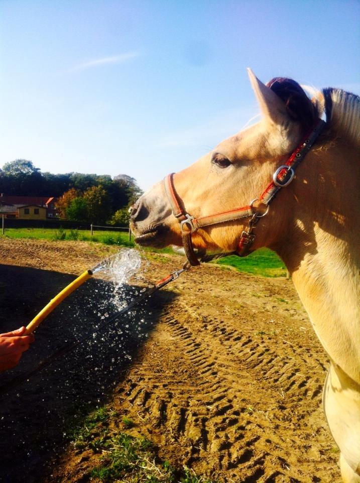 Fjordhest Karlos billede 6