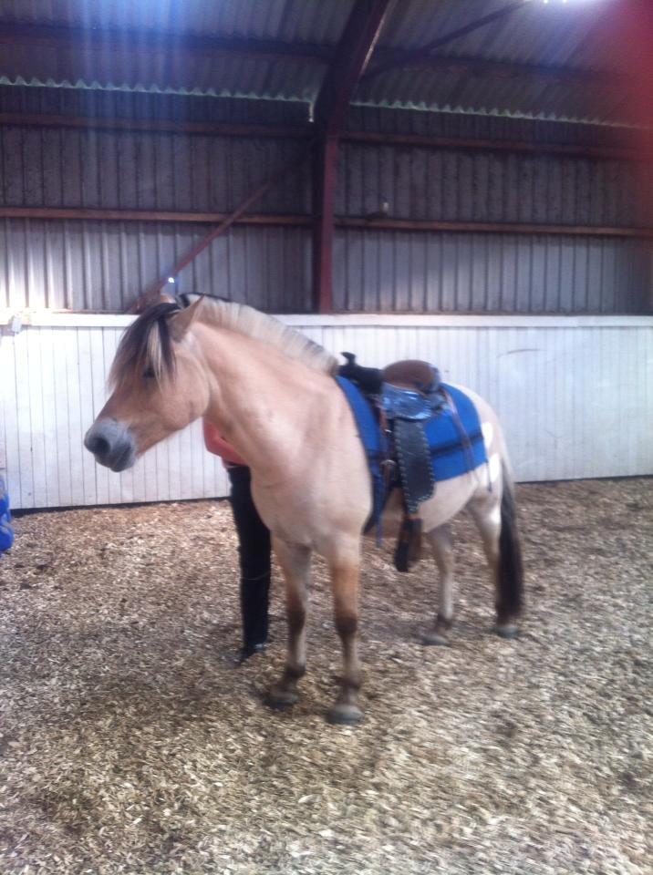 Fjordhest Karlos billede 7