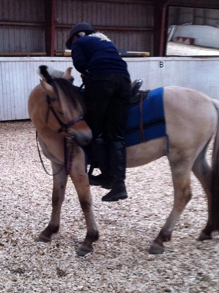 Fjordhest Karlos billede 8