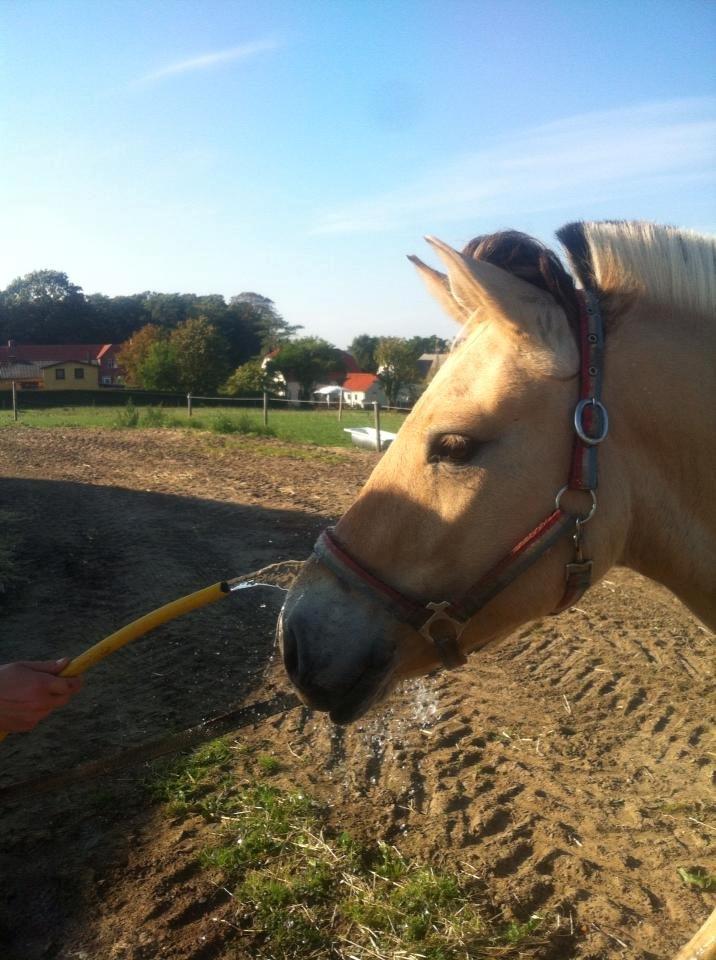 Fjordhest Karlos billede 9