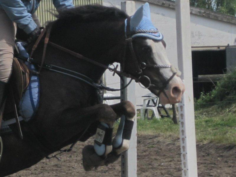 Welsh Pony (sec B) F.H. Bjerregårds Wonder - han sprang så godt den dag!<3 billede 11