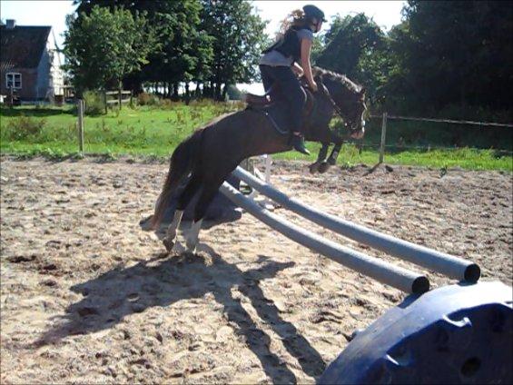 Welsh Pony (sec B) F.H. Bjerregårds Wonder - han sprang ikke særlig godt før men nu springer han som en drøm<3<3<3 billede 29