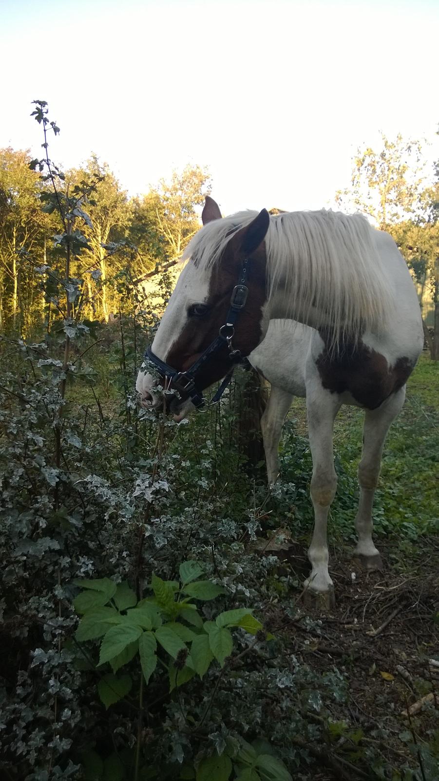 Barockpinto Langsigen Flint <3 - Ham og træer?? De smager bare så godt
! <3 billede 4