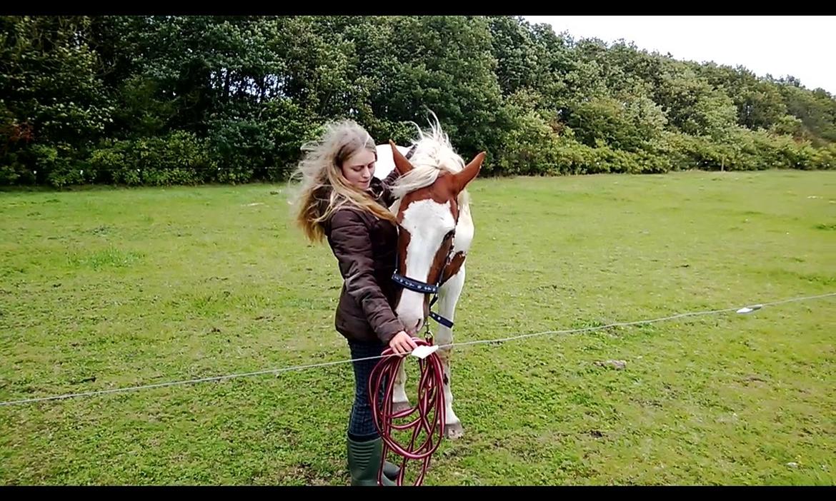 Barockpinto Langsigen Flint <3 - Første gang han longeres! :-) billede 13