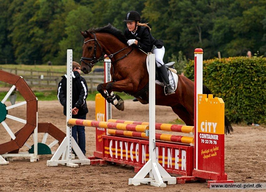 New Forest Solstrålens Idefix *STJERNE* billede 15