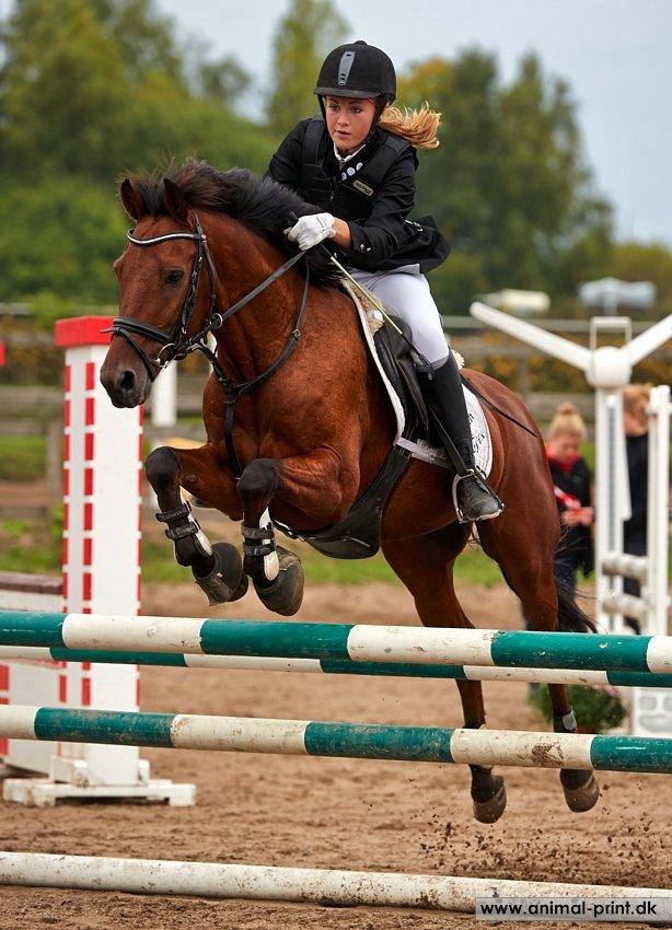 New Forest Solstrålens Idefix *STJERNE* - LB** billede 16