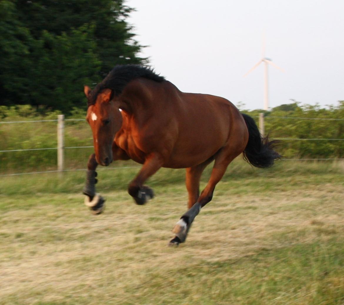 Dansk Varmblod Ponjaei - Sidste billede af min engel i live. Forever in my mind! 14. juli 2013 billede 30