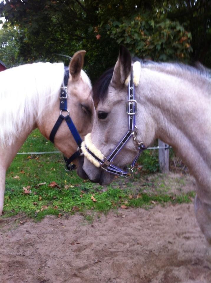 Welsh Pony (sec B) Wayn -tidligere tilridningshest - den bedste veninde, Nysse <3 billede 5