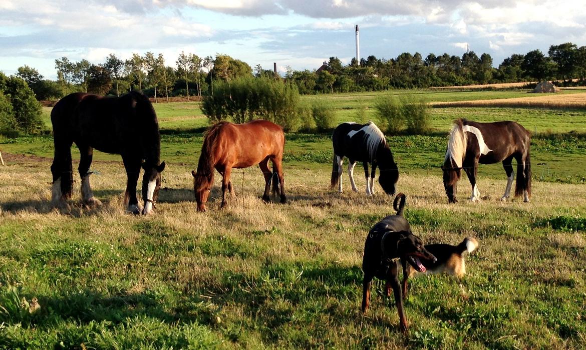 Shire Bendixsen's Laus Lind *DØD* - Heste og hundehygge på marken..  billede 9