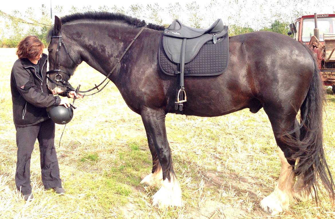 Shire Bendixsen's Laus Lind *DØD* - 1. ridetur med sadel på =
1. gang i galop :o)  billede 17