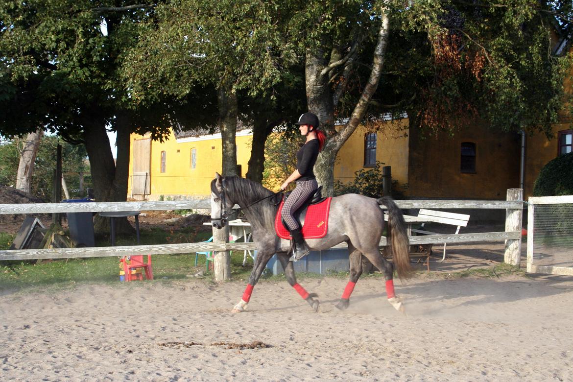 Anden særlig race Rolighedens Caruzo billede 7