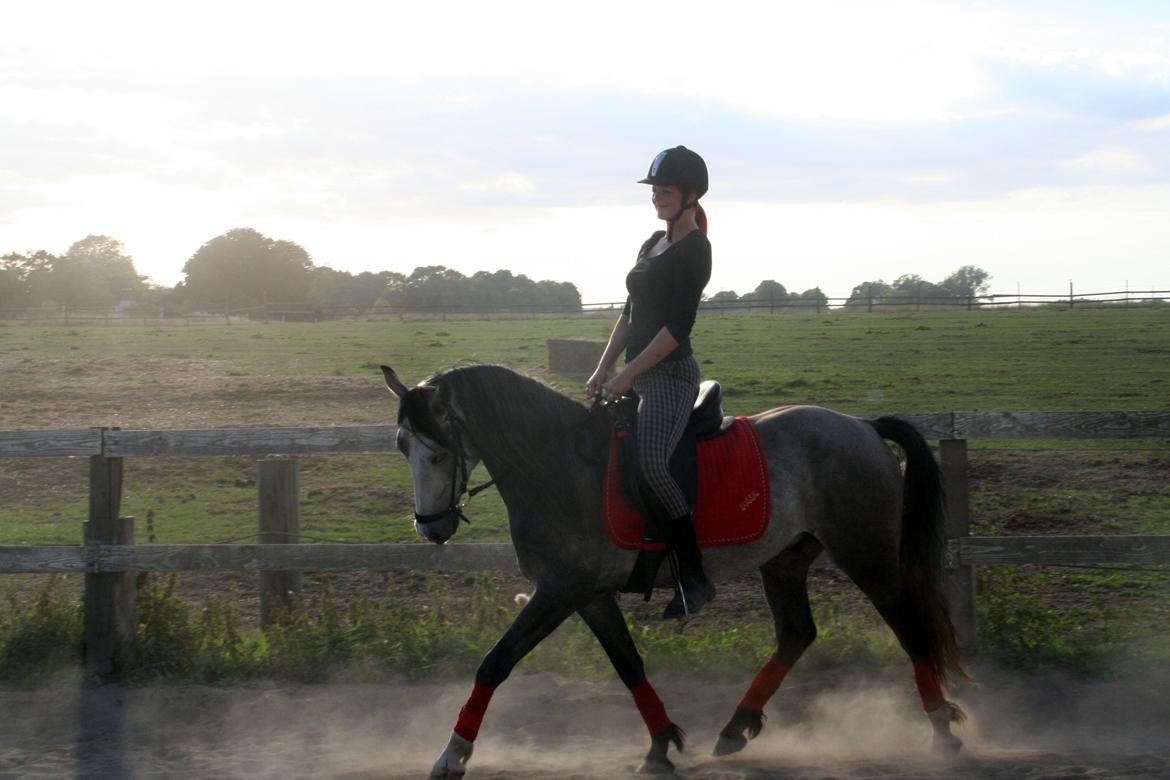Anden særlig race Rolighedens Caruzo billede 8
