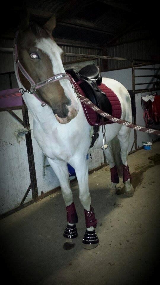 Pinto Mr. Hilton Aquador The lll billede 3