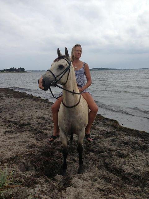 Hollandsk Sportspony Donald billede 1