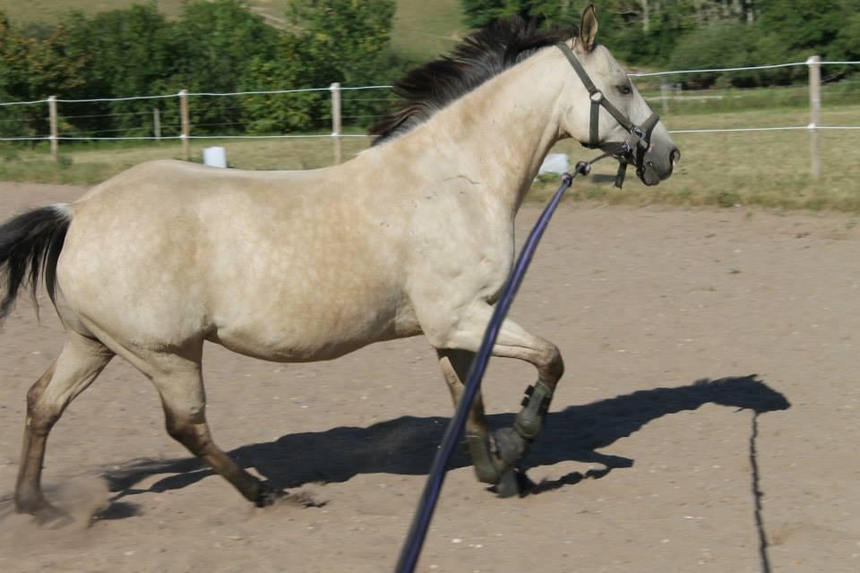 Hollandsk Sportspony Donald billede 2