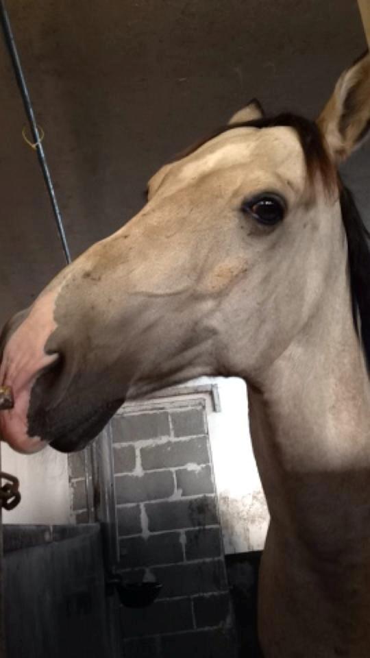 Hollandsk Sportspony Donald billede 3