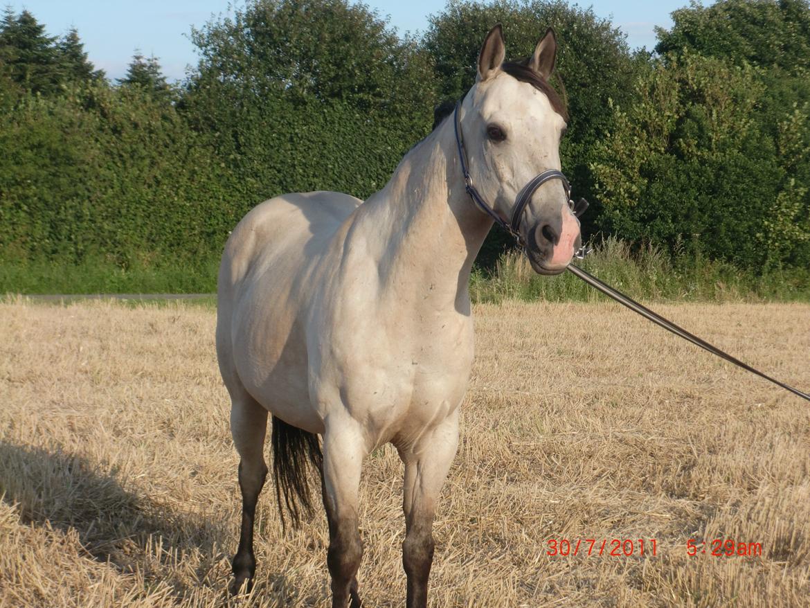 Hollandsk Sportspony Donald billede 4