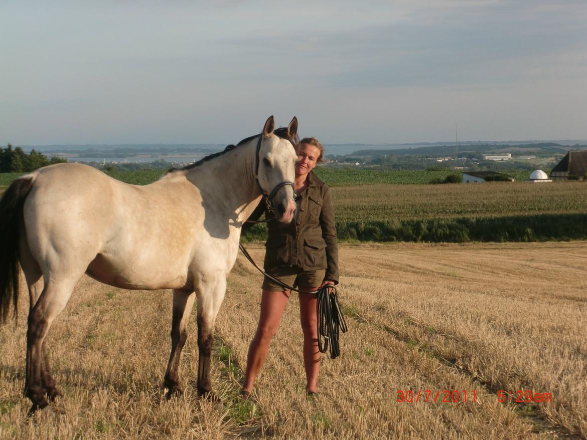 Hollandsk Sportspony Donald billede 5