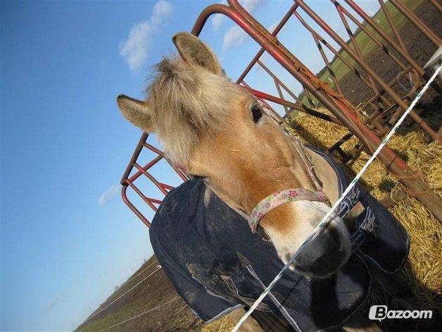 Fjordhest Fanny billede 4