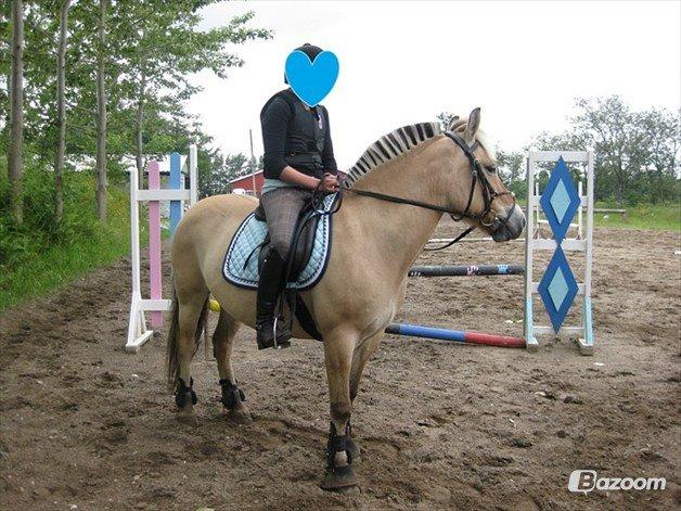 Fjordhest Fanny billede 5