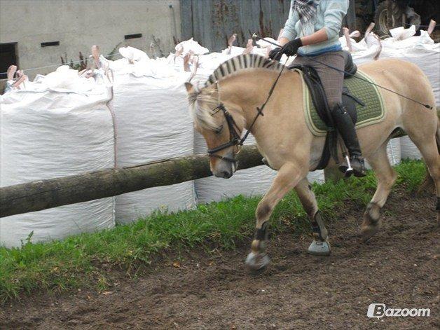 Fjordhest Fanny billede 6