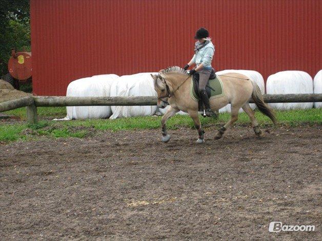 Fjordhest Fanny billede 7