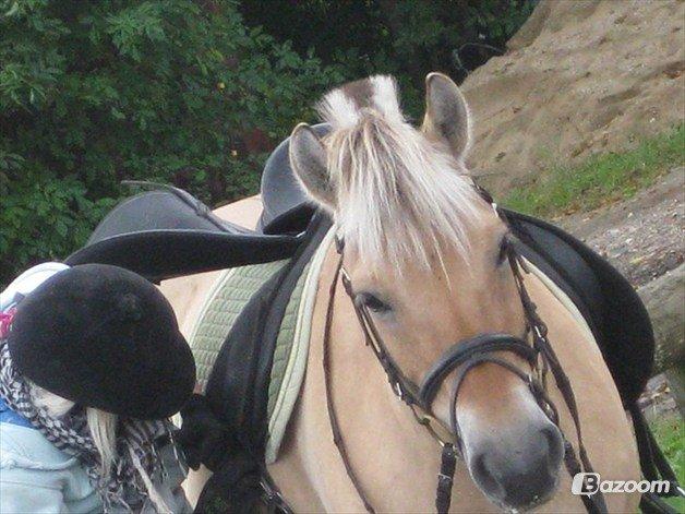 Fjordhest Fanny billede 8